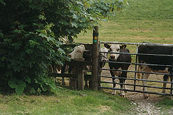 Click for previous image...