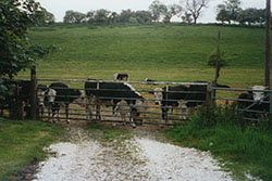 Click for previous image...