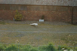 Click for previous image...