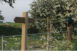 Click for previous image...