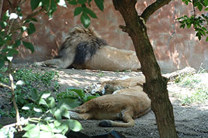 Click for previous image...