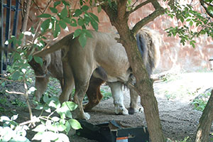 Click for next image...