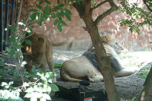 Click for previous image...