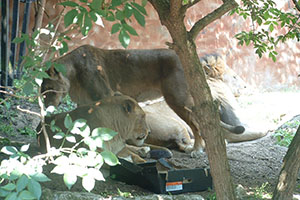 Click for next image...