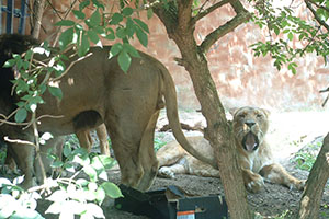 Click for previous image...