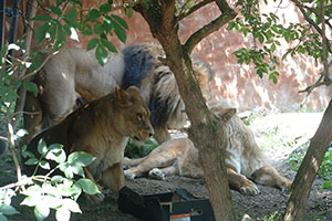 Click for next image...