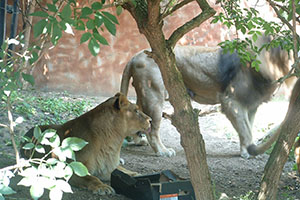 Click for next image...