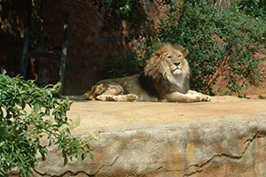 Click for previous image...