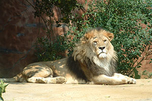 Click for previous image...