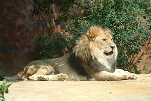 Click for previous image...