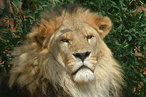 Click for previous image...