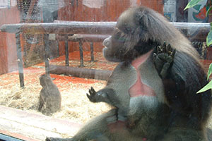 Click for next image...