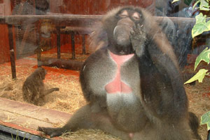 Click for next image...