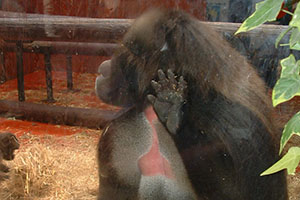 Click for previous image...