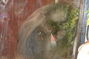 Click for previous image...