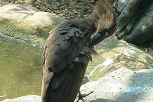 Click for previous image...