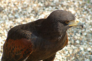 Click for next image...