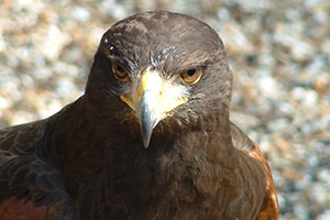 Click for next image...