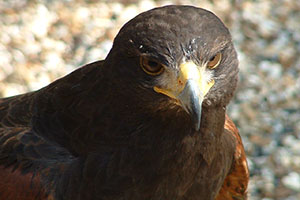 Click for previous image...