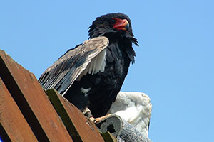 Click for next image...