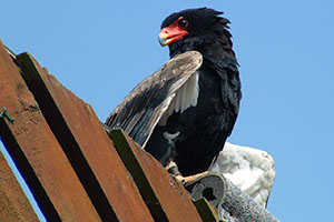 Click for next image...