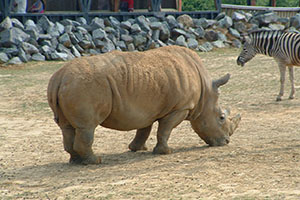 Click for next image...