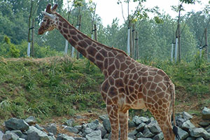 Click for next image...