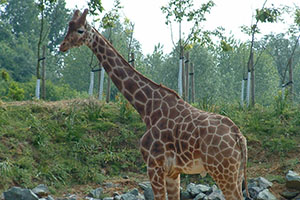 Click for previous image...