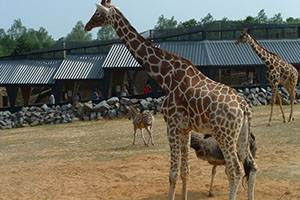 Click for previous image...