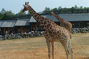 Click for previous image...