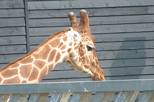 Click for next image...