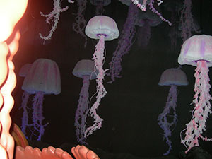 Click for previous image...