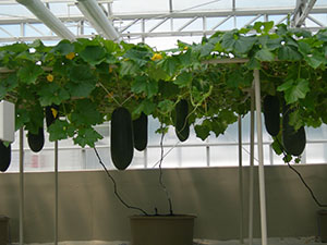 Click for next image...