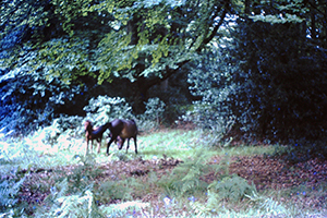 Click for previous image...