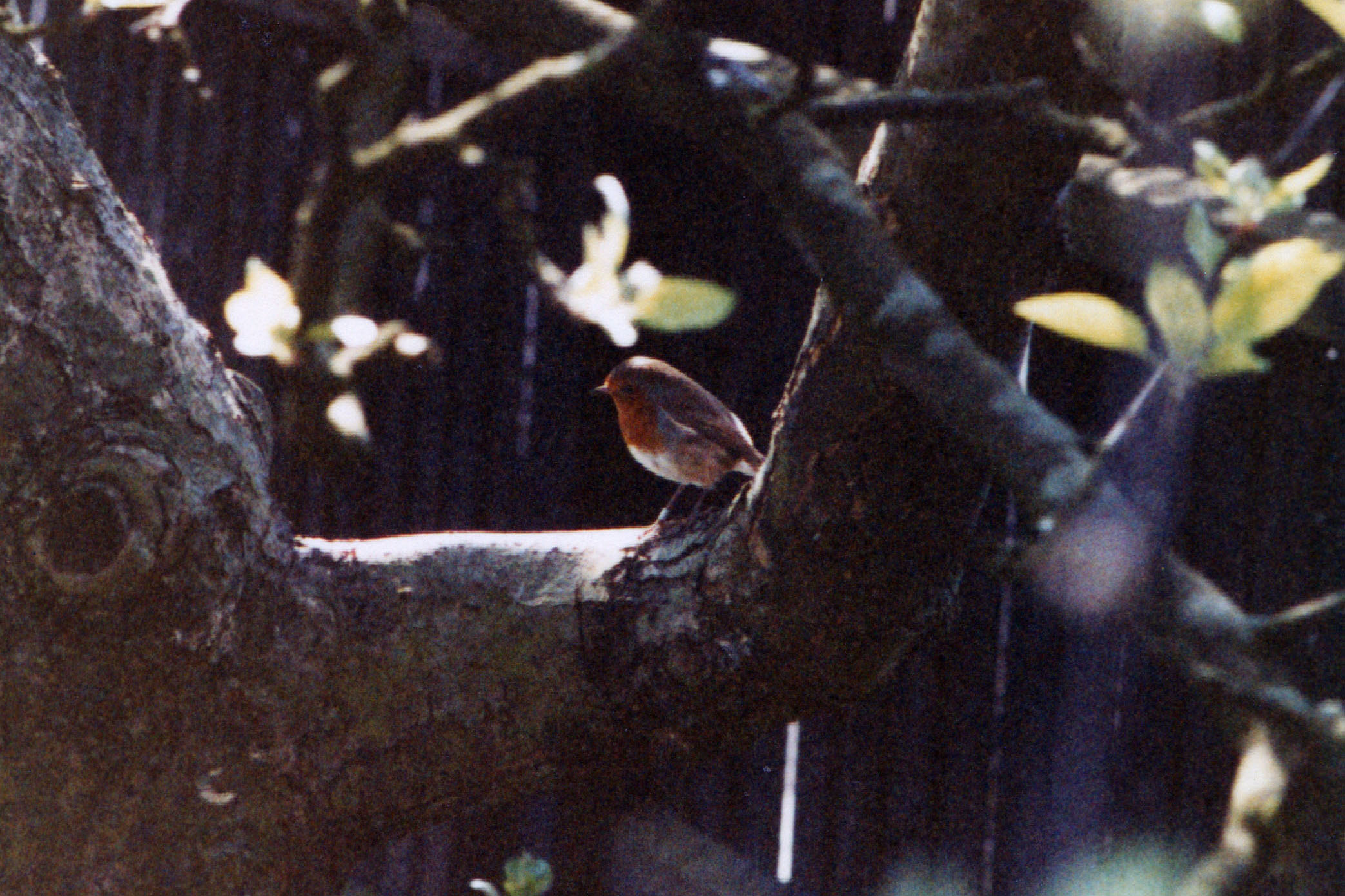 Click for previous image...