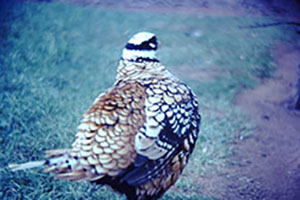 Click for previous image...