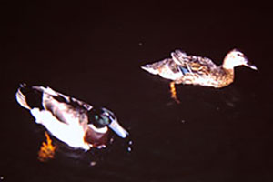 Click for next image...