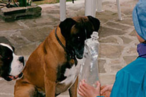 Click for previous image...